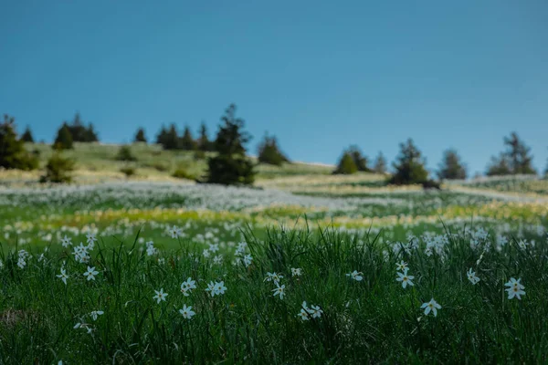 斯莱文尼亚卡拉万肯地块上著名的戈里卡山上的水仙花或水仙花种类繁多 美丽的晴天 百花齐放 — 图库照片