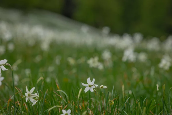 Unzählige Narzissen Oder Narzissenblüten Auf Dem Berühmten Berg Golica Slowenischen — Stockfoto
