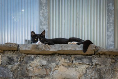 Taş duvarın arkasında saklanan sevimli bir kedi. Kısmen kapalı gözlü siyah ve beyaz kedi çevreyi dikkatle inceliyor. Tedbirli genç kedi.