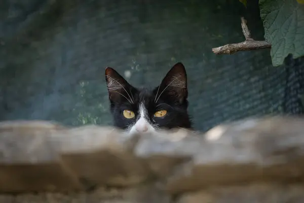 Милий Кіт Ховається Кам Яною Стіною Чорно Білий Кіт Частково — стокове фото