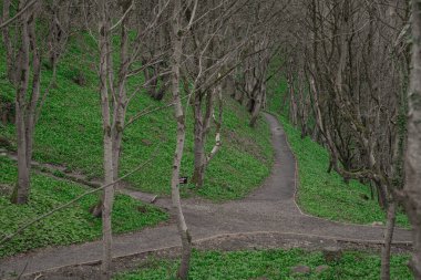 Demesne yakınlarındaki yeşil park Norhtern İrlanda 'da çıplak ağaçlar ve yeşil yapraklarla dolu. Çakıl yolu görünür.