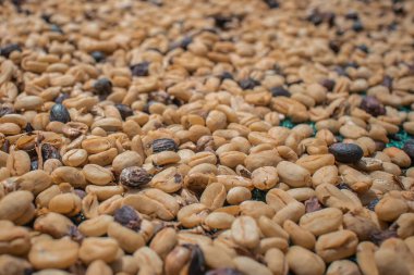 Sıcak güneşin ve yüksek irtifanın altındaki bir çiftlikte kahve çekirdeklerini kurutmak. Kurutulmuş kahve geyşası, Arabika ve katurra tohumları. Tohumların Çokluğu.