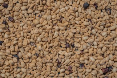 Sıcak güneşin ve yüksek irtifanın altındaki bir çiftlikte kahve çekirdeklerini kurutmak. Kurutulmuş kahve geyşası, Arabika ve katurra tohumları. Tohumların Çokluğu.