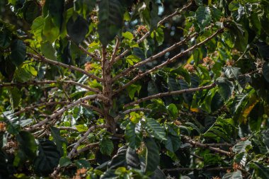 Panama 'nın yüksek irtifasındaki tarlada kahve ağaçları, geyşa, katurra ve Arabika gibi farklı türde kahve üretilir..