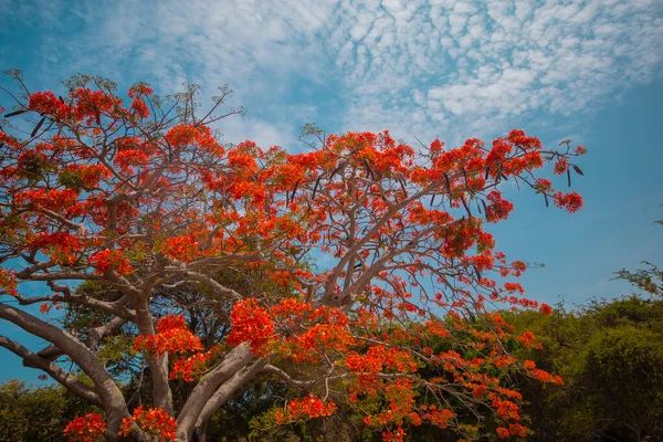 Piękne Czerwone Kwitnące Drzewo Wyspie Taboga Pobliżu Miasta Panama Jasny — Zdjęcie stockowe