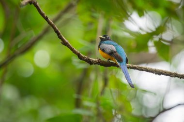 Mavi sırtı, sarı göbeği ve siyah kafası doğal ortamında, Panama ve Costarica 'nın ıslak ormanlarında tehlikeli trogon. Orman ağaçlarının arasında kameraya doğru bakan sevimli bir kuş..