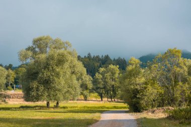 Trees and roads next to the Kolpa banks, vegetation around the border river between slovenia and croatia.
