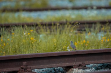 Tren yolunda yiyecek arayan küçük bir kuş. Terk edilmiş tren rayları ve küçük şirin bir kuş dinleniyor..
