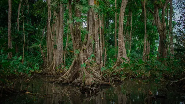 Настройка Джунглей Вид Деревья Поднимающиеся Мутной Воды Густых Густых Лесах — стоковое фото