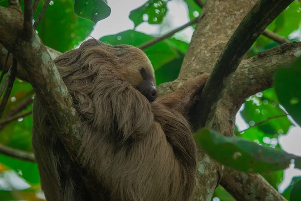 Close Portrait Sleeping Sloth Hanging Trees Visible Eyes Nose Looking — Stock Photo, Image