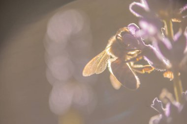 Bir lavanta çiçeğinin nektarıyla beslenen bir arının yan görüntüsü. Kafasını taç yaprağına sokan, dışarıda yiyen bir arının makro fotoğrafı...