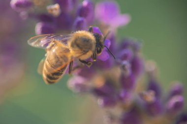 Lavanta çiçeğinin nektarıyla beslenen sıradan bir arı manzarasının üstünde. Kafasını taç yaprağına sokan, dışarıda yiyen bir arının makro fotoğrafı...