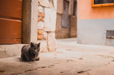 Hırvatistan 'ın Cres kentindeki bir ara sokağın köşesinde sıcak bir sonbahar gününde oturan sevimli siyah kedi. Sokak köşesinde tembel kedi.