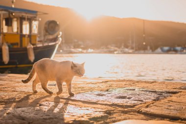 Beyaz kedi bir iskelede balık ararken yavaşça yürüyordu. Sabahın erken saatlerinde arka planda balıkçı teknesi görüldü..