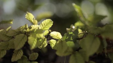 Sonbahar güneşi ve rüzgarında titreyen yapraklar. 120fps yavaş çekim HD video farklı yaprak ve pipet yukarı aşağı hareket.