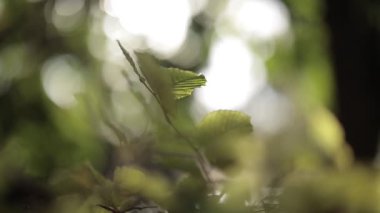 Sonbahar güneşi ve rüzgarında titreyen yapraklar. 120fps yavaş çekim HD video farklı yaprak ve pipet yukarı aşağı hareket.