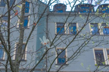 Çiçeklenmenin erken safhalarındaki ağaç, ağaçtaki renkli çiçekler, kentsel arka plan..