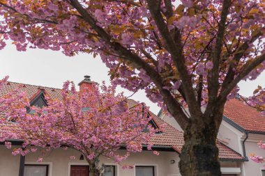 Çiçeğin sonraki safhasında kırmızı kiraz ağacı, renkli çiçekler ağaçta, kentsel arka planda. Zaten görünen normal yapraklar filizlenmeye başlıyor..
