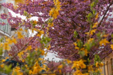 Çiçeğin sonraki safhasında kırmızı kiraz ağacı, renkli çiçekler ağaçta, kentsel arka planda. Zaten görünen normal yapraklar filizlenmeye başlıyor..
