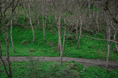 Demesne yakınlarındaki yeşil park Norhtern İrlanda 'da çıplak ağaçlar ve yeşil yapraklarla dolu. Çakıl yolu görünür.