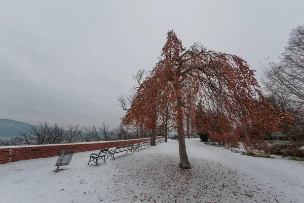 Tree on the top of famous Schlossberg castle in Graz, Austria. Red tree standing up in gray weather high up above Graz on a dull gray day.