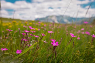 Karadağ ve Kosova sınırındaki Cakor 'dan, Prokletije' deki karayolu geçidi manzarası. Önünde çiçekler olan yeşil çayırlar, muhteşem bir manzara..