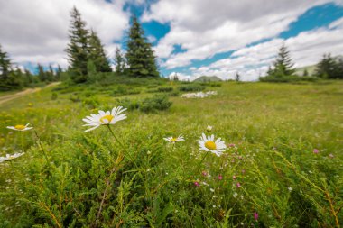 Karadağ ve Kosova sınırındaki Cakor 'dan, Prokletije' deki karayolu geçidi manzarası. Önünde çiçekler olan yeşil çayırlar, muhteşem bir manzara..