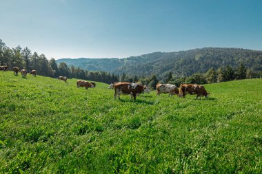 Otlaktaki farklı inekler. Yeşil çimlerle kaplı eğimli bir tepede kahverengi inek sürüsü. Orman arka planda.