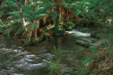 Sihirli Russel 'daki küçük çağlayanlar Tazmanya' daki Mount Field Ulusal Parkı 'na düşer ve ormanın göbeğindeki dingin şelaleyi büyüler. Yeşil ve gri ayar gibi.