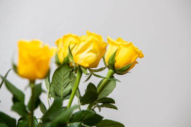 Sarı gül koleksiyonu, sarı güllerden oluşan küçük bir buket çiçek. Aynı renkte taç yaprakları