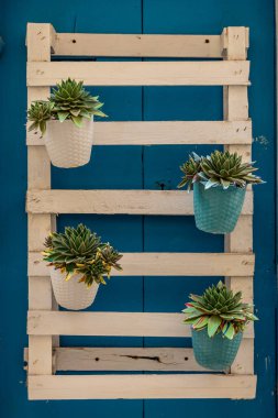 Ahşap çerçeveye yerleştirilmiş kavanozlardaki küçük kaktüsler. Mavi tahta üzerinde güzel dekoratif çiçekler veya kaktüsler.