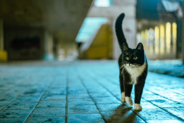 Şirin siyah beyaz kedi, Hırvatistan 'ın kumrovac kentindeki terk edilmiş binadan geçiyor. Çok havalı bir şehir kaşifi.!