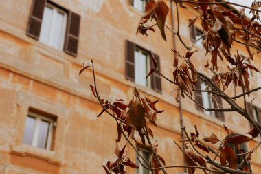 Sonbaharda, Roma 'daki çok katlı bir binanın eski, yıpranmış cephesinin önündeki ağaçta kahverengi yapraklar. Sarı his.
