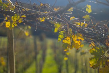 Sonbaharda üzüm bağı. Üzüm bağındaki yeşil yapraklar sararmaya başladı, üzümler toplandı bile. Üzüm bağları yavaşça kış uykusuna sürükleniyor.