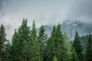 Nassfeld Geçidi 'ndeki Pramollo Gölü' nün üzerindeki Cavallo di Pontebba Dağı 'na doğru bakın. Önde yemyeşil ağaçlar var. Bulutlarla kaplı dağın tepesi.
