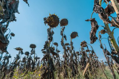 Ölü ayçiçekleriyle dolu bir tarla. Güzel bitkilerin hepsi yanmış ve ölmüş. Güneşten uzaklaşıp dinleniyorlar. Sıcaktan yok oluyorlar..