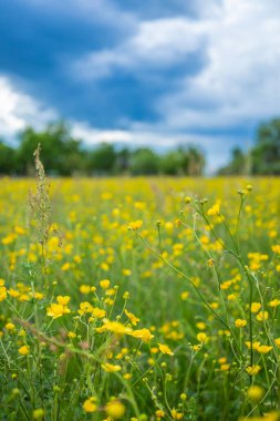 Brassica napus ya da kolza tohumu, çiçek ya da yağ yapmak için bitki. Koyu mavi bulutlu gökyüzünde renkli sarı kolza tohumu tarlası. Bitkilerden yağ hasadı