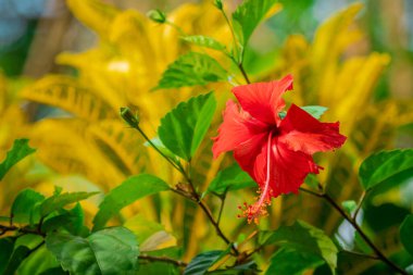 Yeşil ve sarı bir çalılıktan bakan kırmızı amber çiçeği, kalın resimli yapraklar ve inanılmaz uzun yapraklarla. Renkli sörf tarzı için iyidir