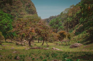 Panama 'daki Buket Ulusal Parkı' nda güzel bir manzara, yemyeşil ağaçlara, çayırlara ve dağlara bakıyor. Yoldan tepelere doğru bak.