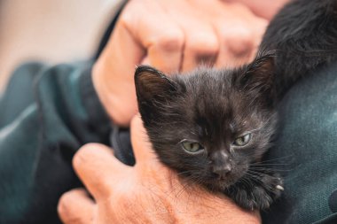 Küçük siyah bir kedicik, çok şirin, kucağında ya da bir kadının elinin altında saklanıyor, kendini bir kazağın arkasında ısıtıyor. Kucağında genç kediler.