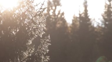 Bir köknar dalları ve bir köknar dalları, bir sabah güneşi, diğer ağaçlar ile yumuşak bokeh. Ağaç dallarının yüksek karşıtlık görüntüsü..