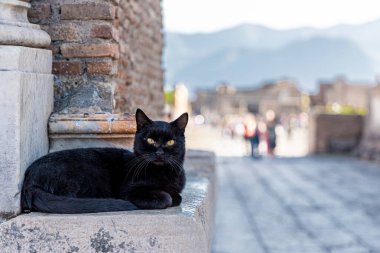 İtalya, Pompei 'de harabelerde oturup atıştıracak bir şeyler bekleyen sevimli, siyah sokak kedisi. Arka planda görünen kalıntılar ve turistler, güneşli bir gün..