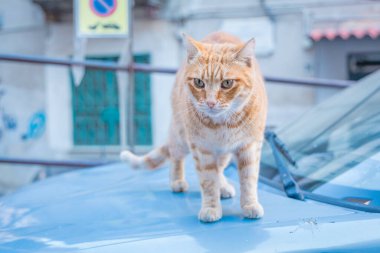 Napoli şehrinde göçüklü mavi bir arabanın üzerinde oturan turuncu kedi. Kasaba kedisi gururla arabada oturup yiyecek arıyor..