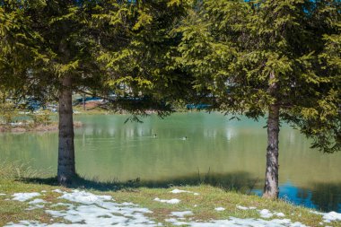 Beautiful blosko jezero or bloke lake in early spring, with cold lake, green grass and snow patches still visible and some ducks... clipart