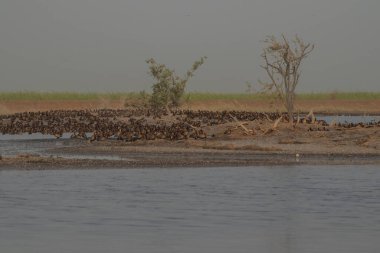 Senegal 'deki djoudj Ulusal Parkı' nda Senegal Nehri 'nin suları ve ıslak bataklıkları arasında bir kuş sürüsü var...
