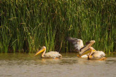 Bir grup pelikan, Senegal Nehri 'nin huzurlu sularında, Kuzey Senegal' deki Djoudj Ulusal Parkı 'nda dinleniyor..