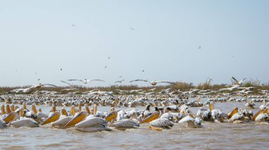 Large amount of Pelicans sitting about in djoudj national park in northern senegal. Famous park with a lot of different birds having fun... clipart