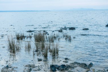 Deniz kenarında deniz çimi ve taşları olan körfez ya da Zadar, Hırvat yakınlarındaki özel plajlar. Sabahın erken saatlerinde sonbahar hissi..