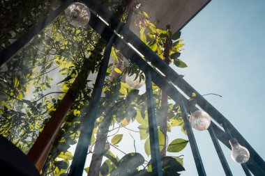 Güneş çizgileri ya da ışınları evdeki bahçedeki sisi delip geçiyor, güneş ışığı balkondaki yaprakların arasından geçiyor. Yaprakların arasından gün ışığı ya da güneş ışığı.