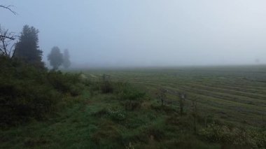 Slovenya 'daki Planinsko polyesinin sisli sabah tarlalarında sarkan ağaçlar, Slovenya' nın notransjka bölgesinde nadiren görülen bir göl...